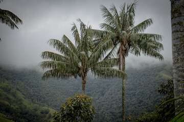 Obraz premium Hermosa fotografía del Valle del Cocora, Colombia, tomada en un día nublado.