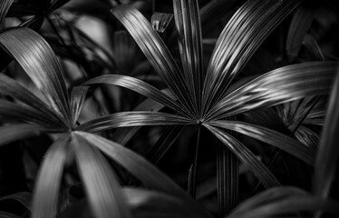 Palme