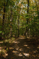 path in the woods