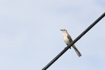 bird on telephone wire