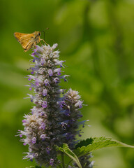 orange moth on purple flower
