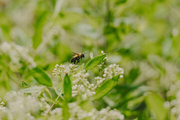 bee on a flower