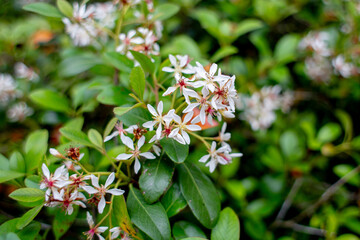 small white flowers in cluster on bush of green leaves