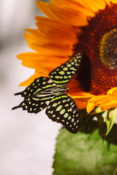 A bright butterfly on the petals of a bright sunflower