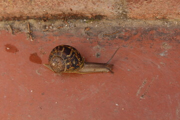 A snail crawls through the city