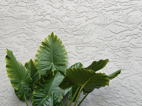 Exotic plant next to white wall