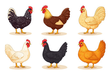 Chickens on a white background as part of our roots