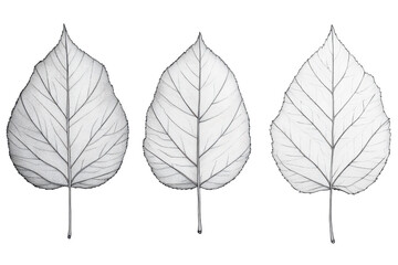 Obraz premium Rose leaves, like a memory of serenity
