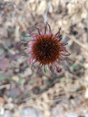 Coneflower (Echinacea) is dried out at the end of the season but still shows beautiful color and texture. Many gardeners leave these prairie plants to help feed wildlife in the winter.