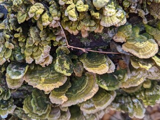 Mushrooms sprout in the fall woods in the United States. These mushrooms have a unique shape that makes them look like they are layered.