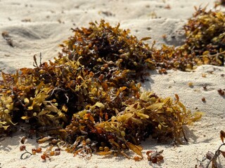 Algae tossed by waves onto the sandy shore.