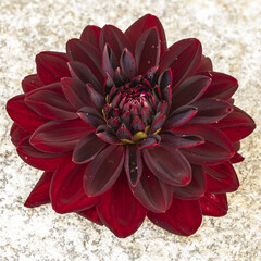 Luxurious dark red dahlia flower in full bloom, showcasing deep, rich colors