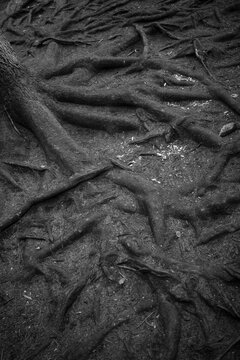 Monochrome Roots