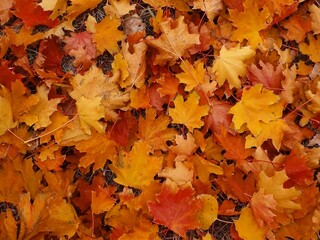 autumn leaves background
