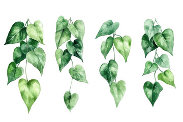 A lush green variety of tropical lianas drooping down like curtains