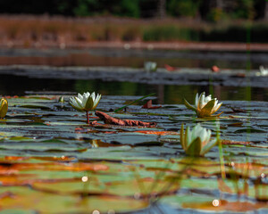 water lily flower