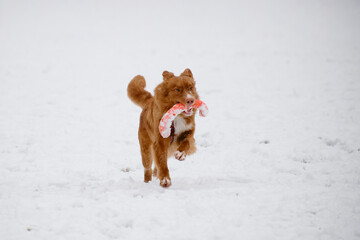 Ginger Nova Scotia duck tolling retriever - Toller actively running and playing with orange toy in the snow. A happy dog having fun outside during a winter walk.