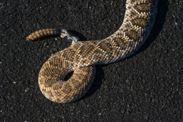 Rattle snake and rattle seen on an asphalt background of Tucson Arizona