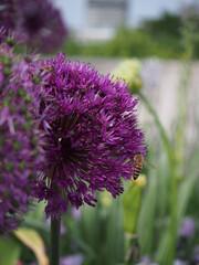 Macro of half a blossom of giant leek (Allium giganteum) approached by a european honey bee