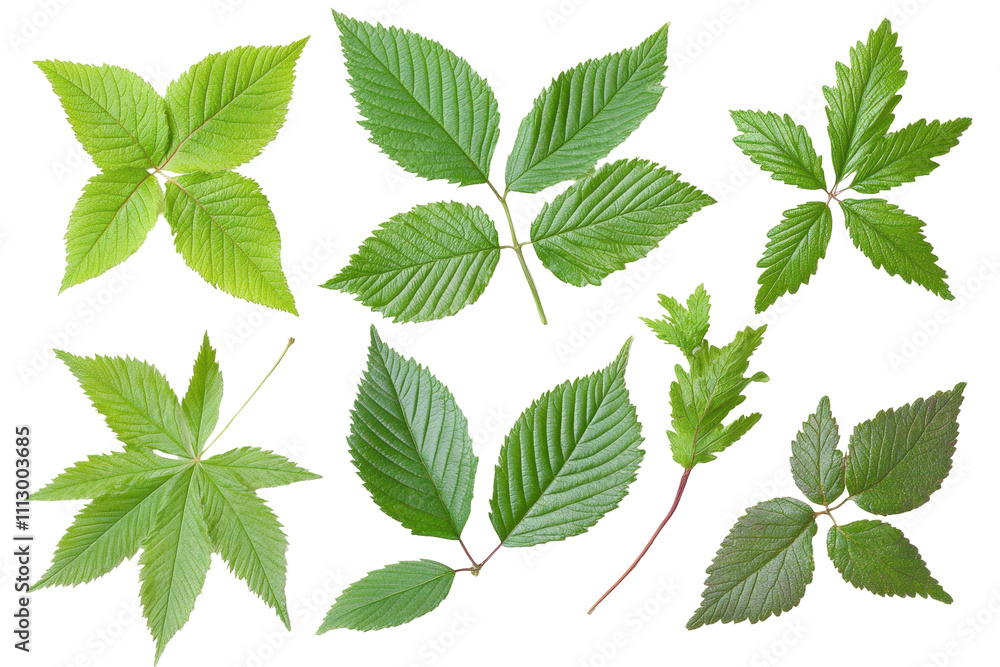 Wall mural A collection of green leaves with varying shapes isolated on a white background