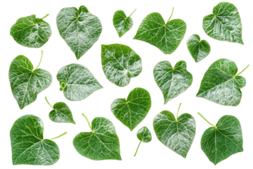 Set of green leaves with different textures and shapes on a white background