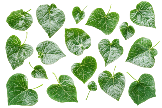 Set of green leaves with different textures and shapes on a white background