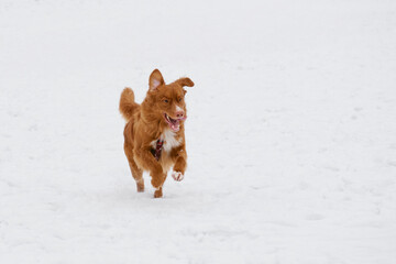 Ginger Nova Scotia duck tolling retriever - Toller actively running in the snow. A happy dog having...