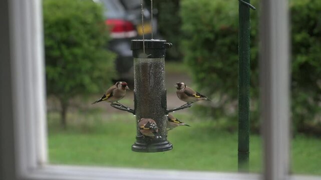Goldfinches (Carduelis carduelis) eating Niger seeds from a garden bird feeder, seen through a window on a rainy day. September, Kent, UK [Half speed]