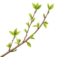 Obraz premium Fresh green leaves budding on spring branch