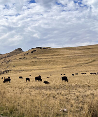 Antelope Island Mountain and Buffalo