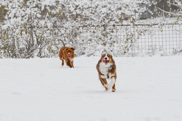 Two cute fluffy happy purebred dogs run together in the snow during a winter walk. Nova Scotia duck tolling retriever - Toller and a brown Australian Shepherd portrait on move. Dogs playing catch up.