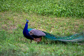 Fototapeta premium Wild Peacock