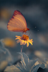 Highly Detailed Close up 590nm Infrared Colored Photo of a Orange Butterfly Feeding on a Yellow Flower in the Garden with Soft Background Blur