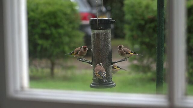 Goldfinches (Carduelis carduelis) eating Niger seeds from a garden bird feeder, seen through a window on a rainy day. September, Kent, UK [Half speed]