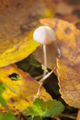 秋の森の中に生える小さなキノコ