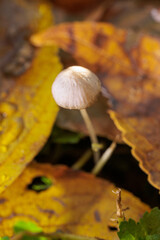 秋の森の中に生える小さなキノコ