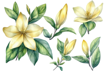 Yellow flowers on a pure white background