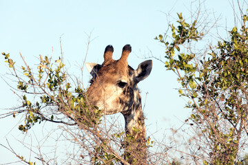 A photo of giraffe