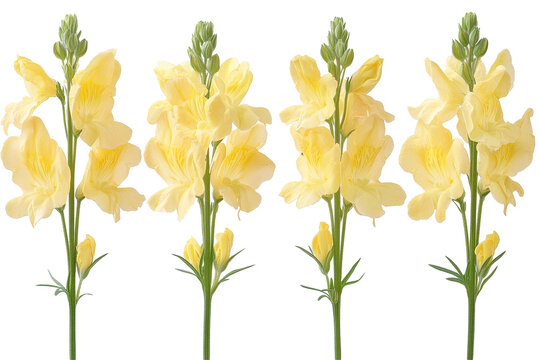 Yellow flowers on a white background
