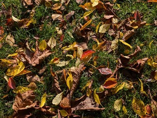 Autumn leaves background. A yellowed maple, Sakura and oak leaves on a green grass