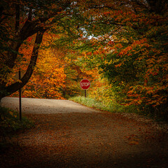 road in autumn