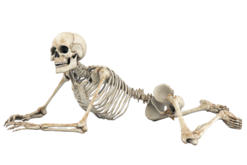 Skeleton lying on a white background