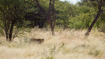 closeup of wild leopard face closeup walking in the forest. male leopard walks with tail curled. Amazing scene on safari watching wild animals. Concept of wildlife, nature, africa. Cinematic short