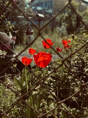Red tulips