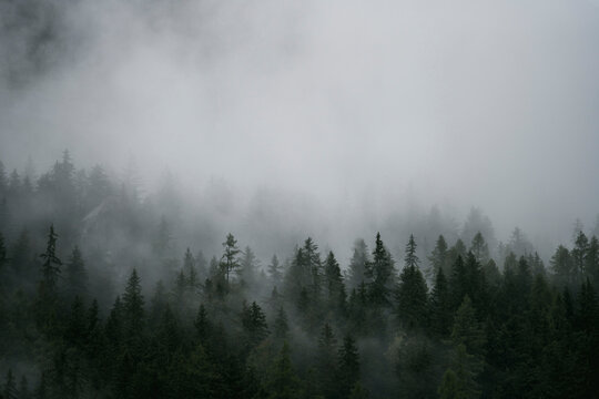 Fototapeta Clouds over mountain trees