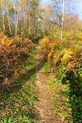 "&Eacute;clats d'Automne : La Magie des Vosges"