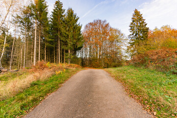 Foret en automne pour se balader