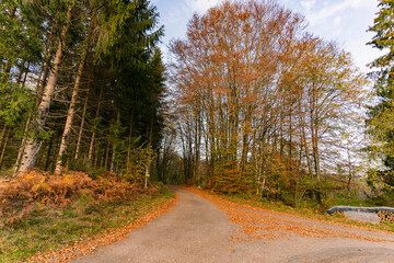 Fototapeta premium Foret en automne pour se balader
