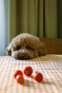 Curly-haired dog resting its head on a table 