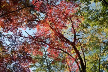 京都御苑 苑内の紅葉 京都市上京区